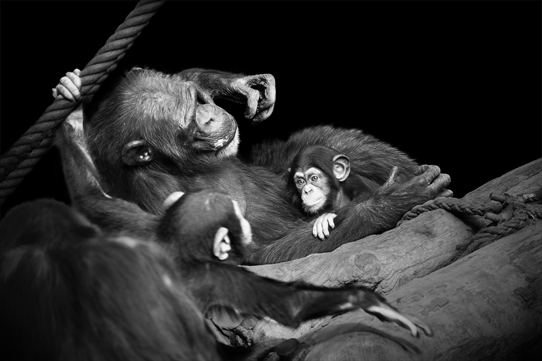 Do animals have feelings?