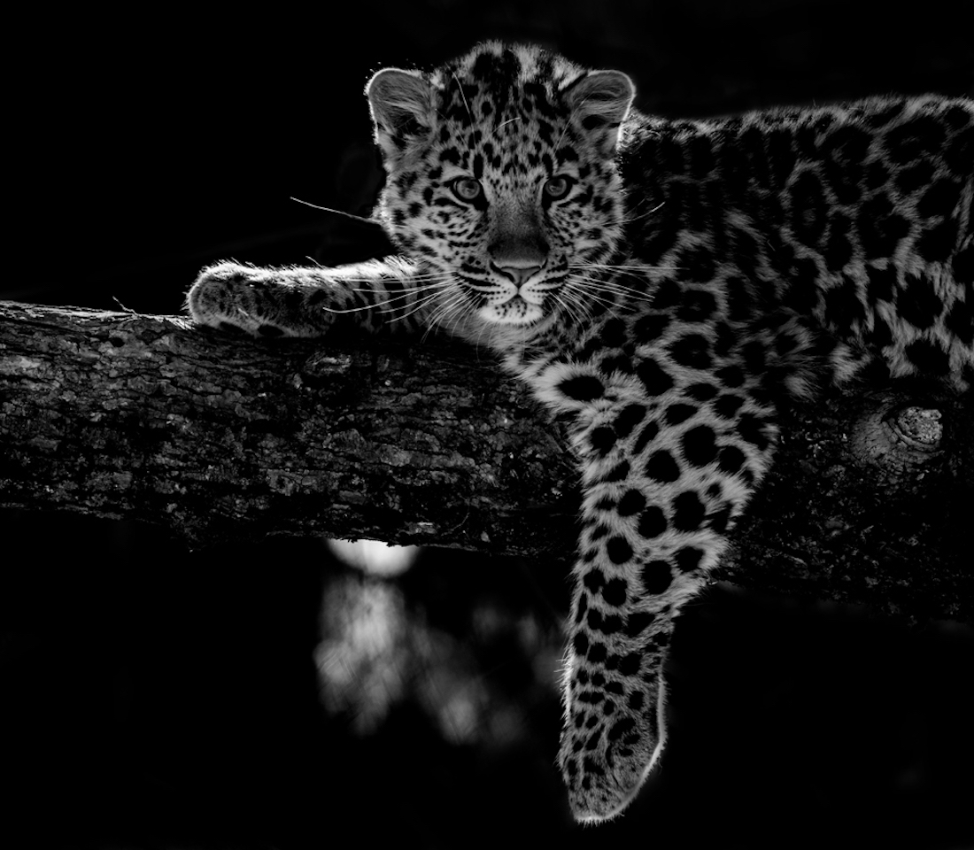 leo the survivor
