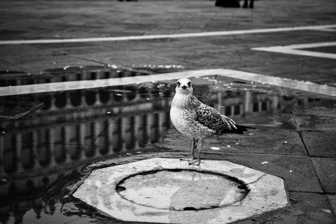 Guard