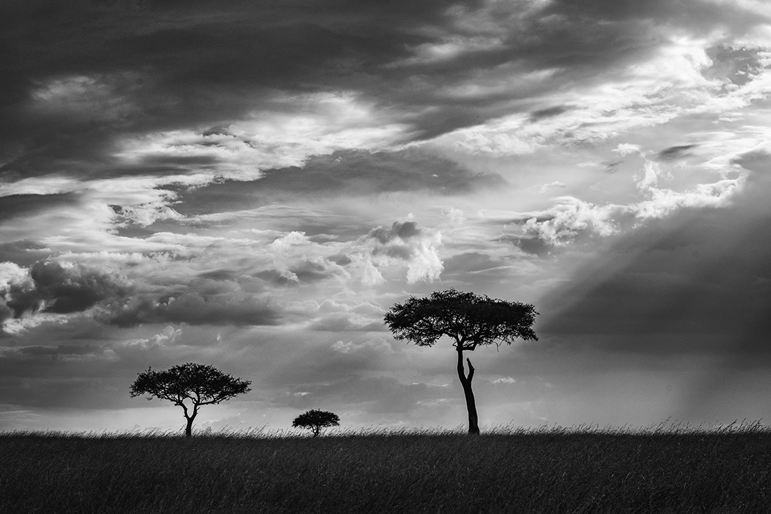 Trees and Clouds