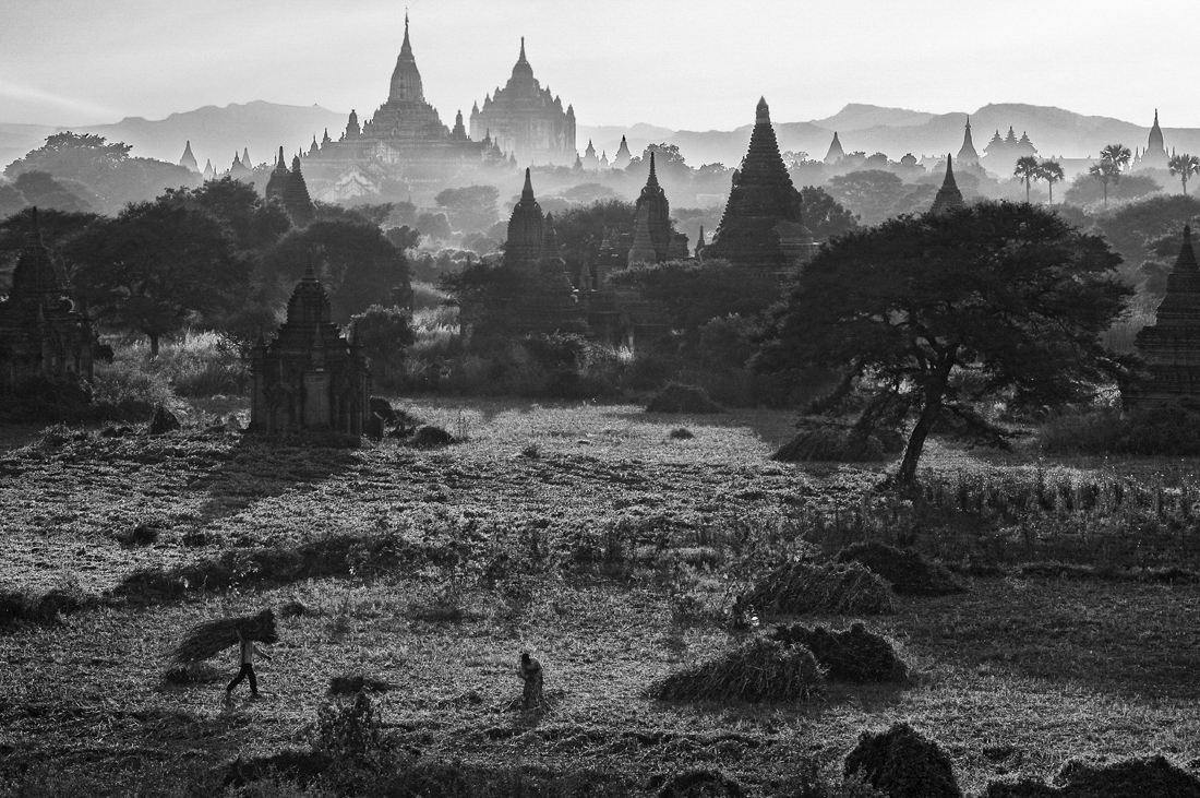 fields and pagodas