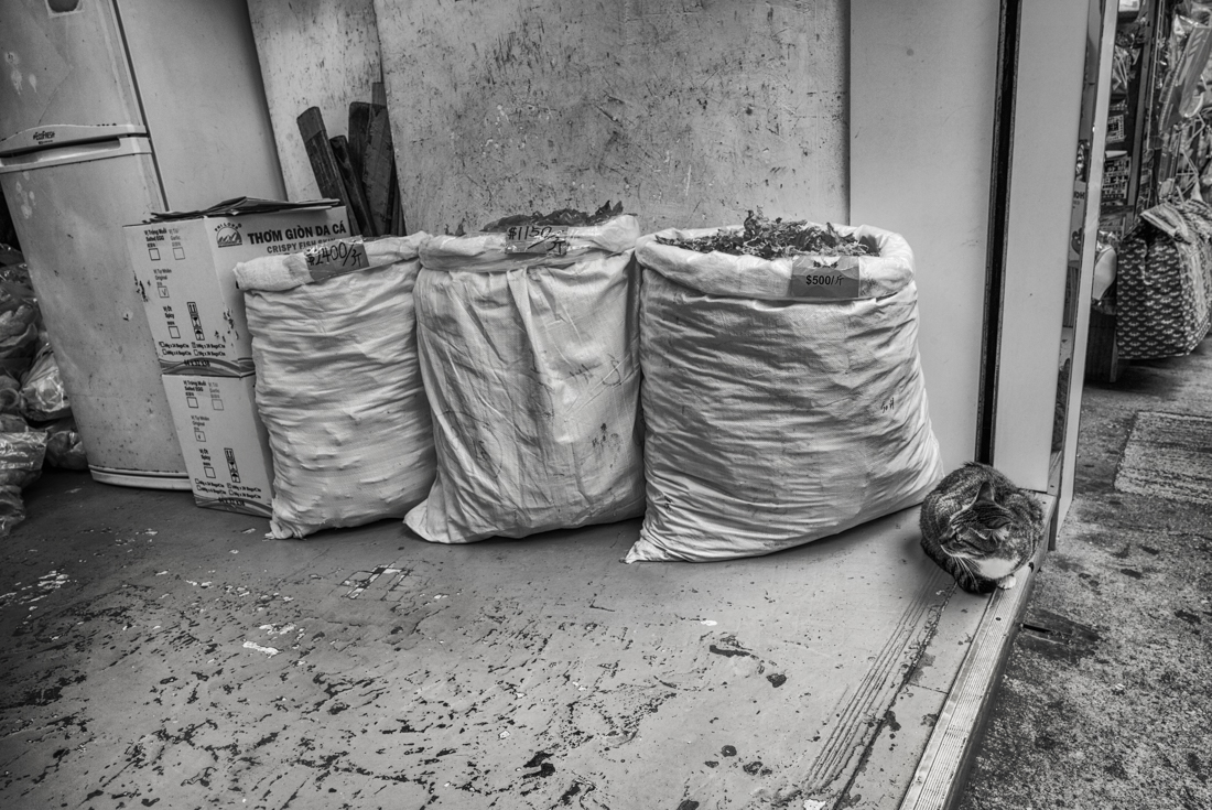 Shop Cats 