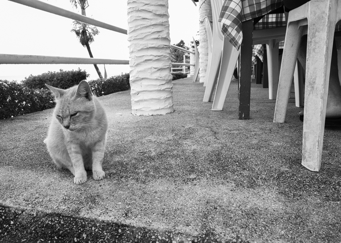 Shop Cats 