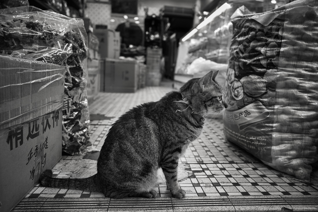 Shop Cats 
