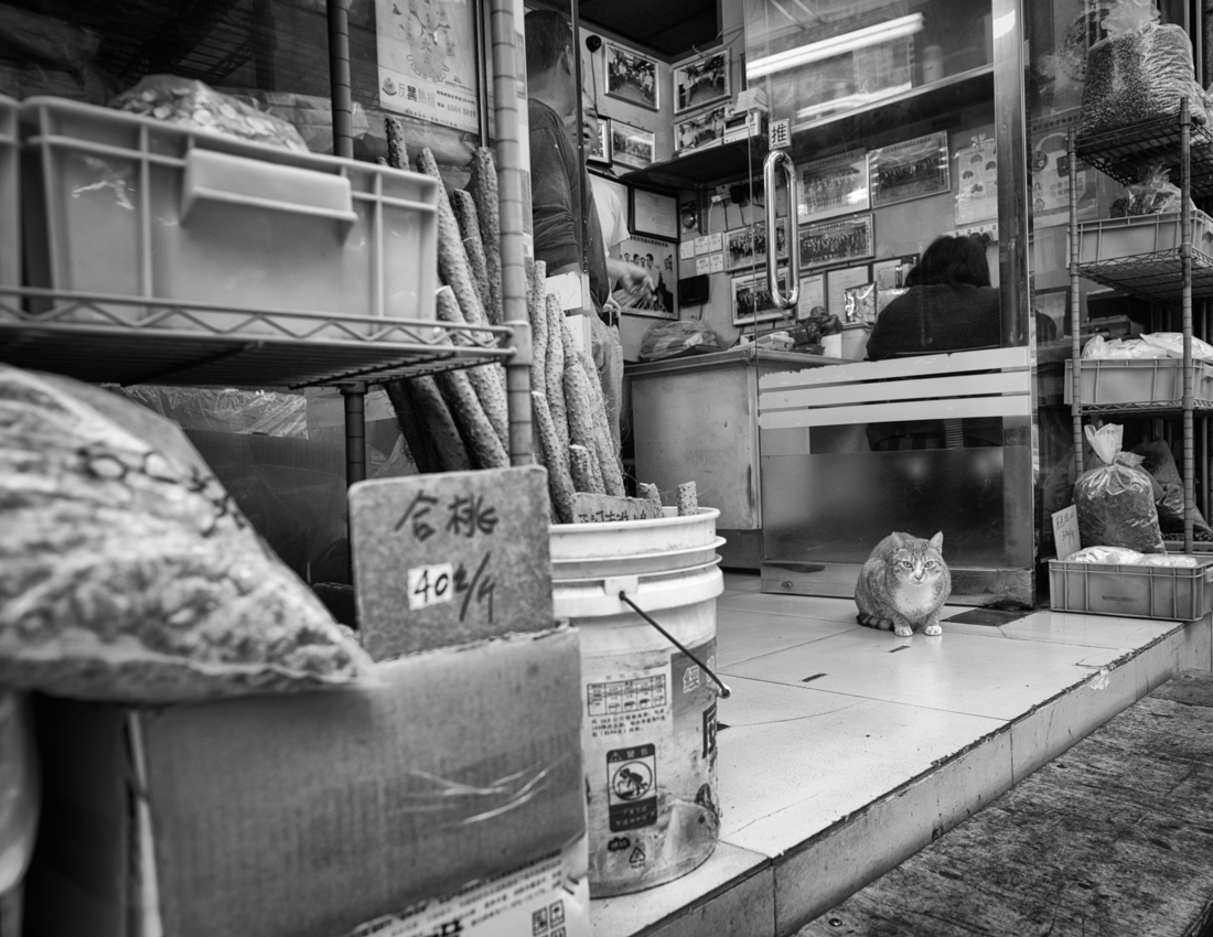 Shop Cats 
