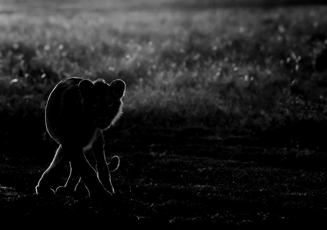 Dancing in the shadows