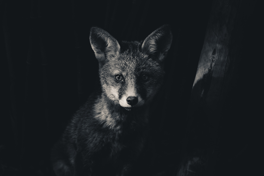 Curious Cub 2