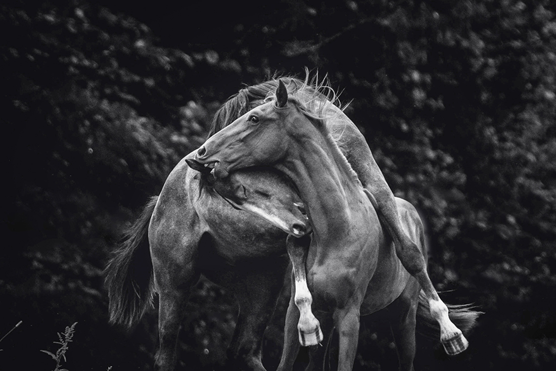 Touch of wilderness