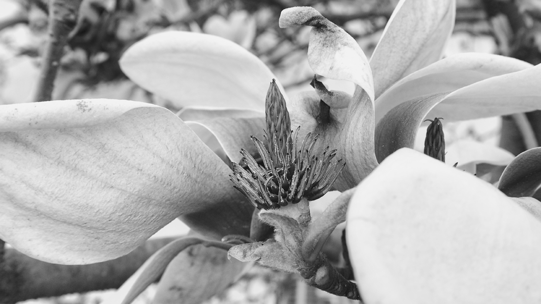 Magnolia kern