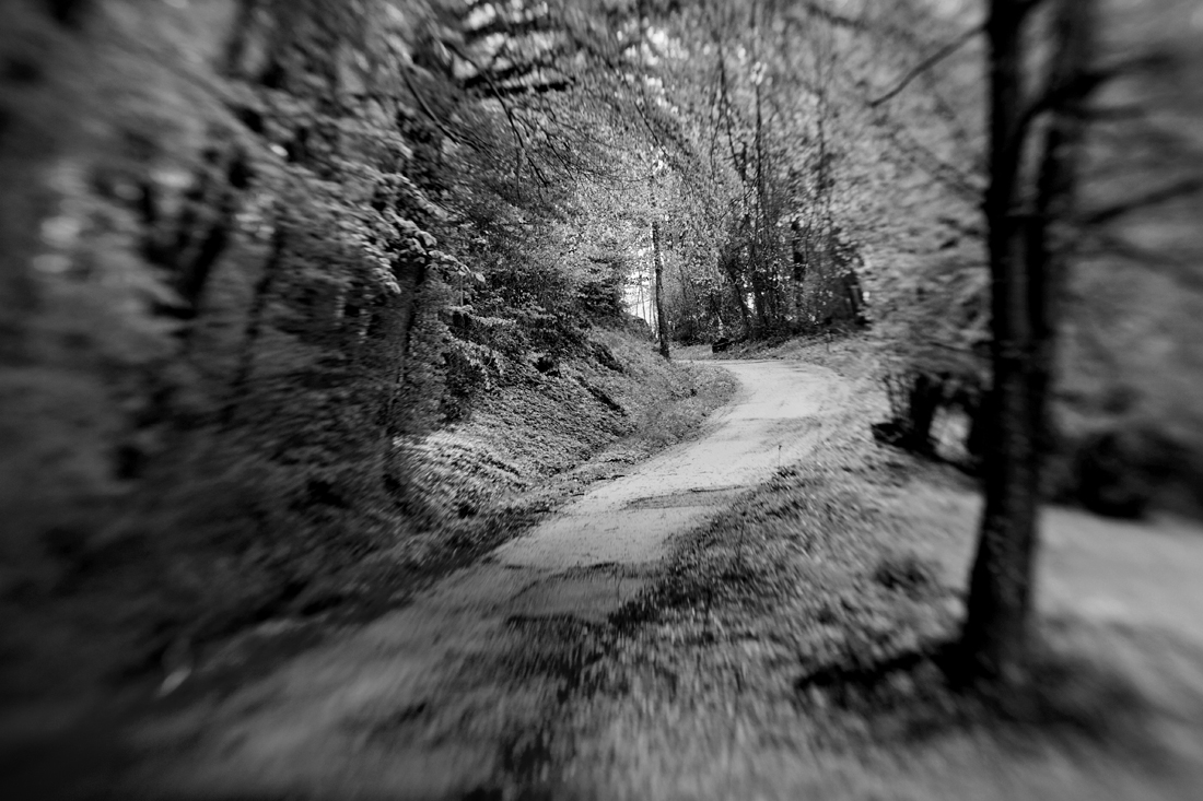Through the forest