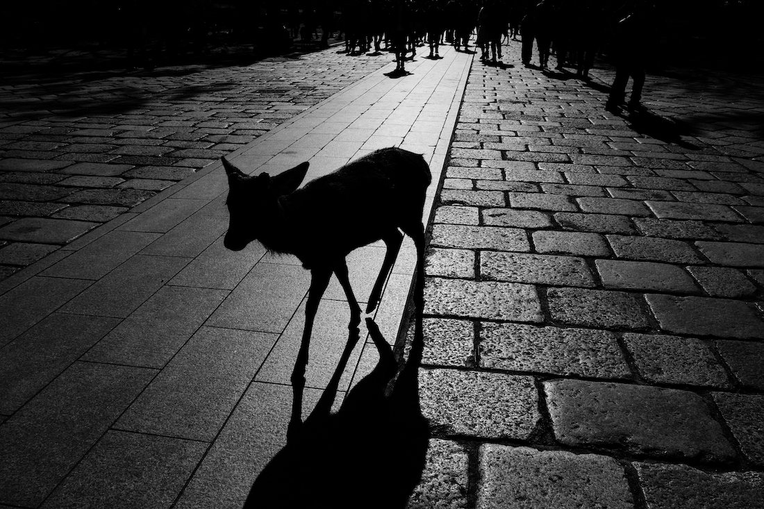 UNFREE DEER
