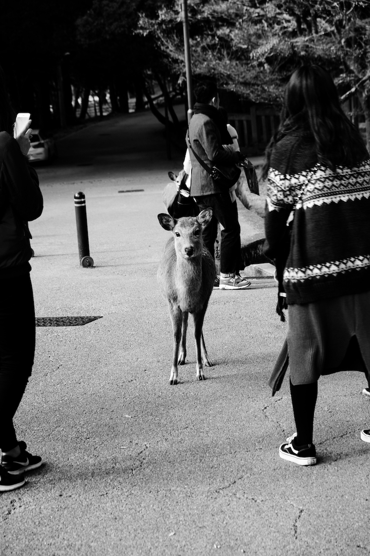 UNFREE DEER