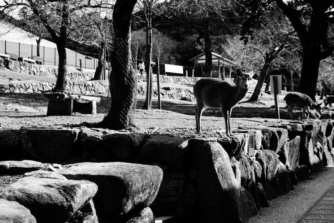 UNFREE DEER