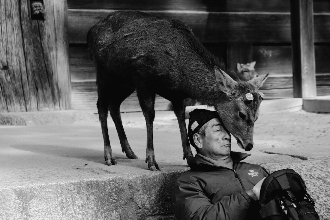 UNFREE DEER