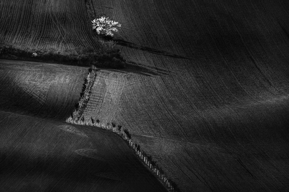 Monoculture.