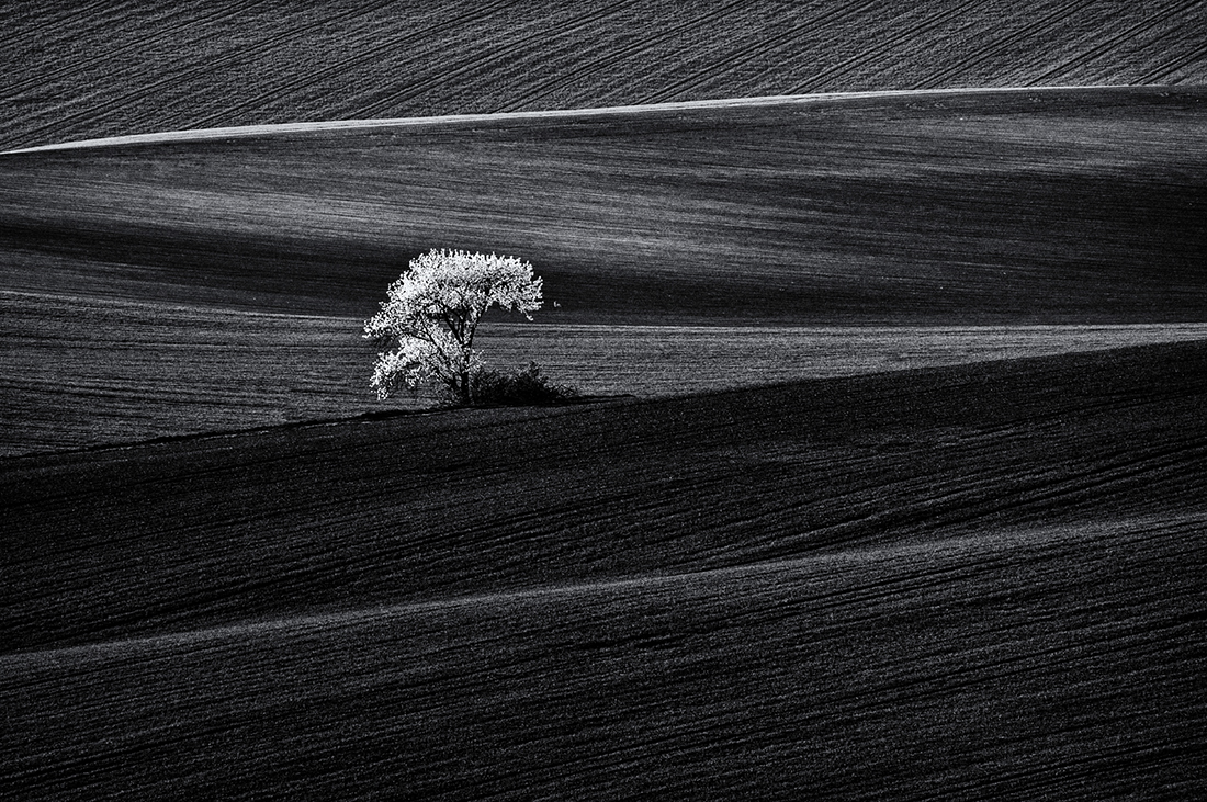 Monoculture.
