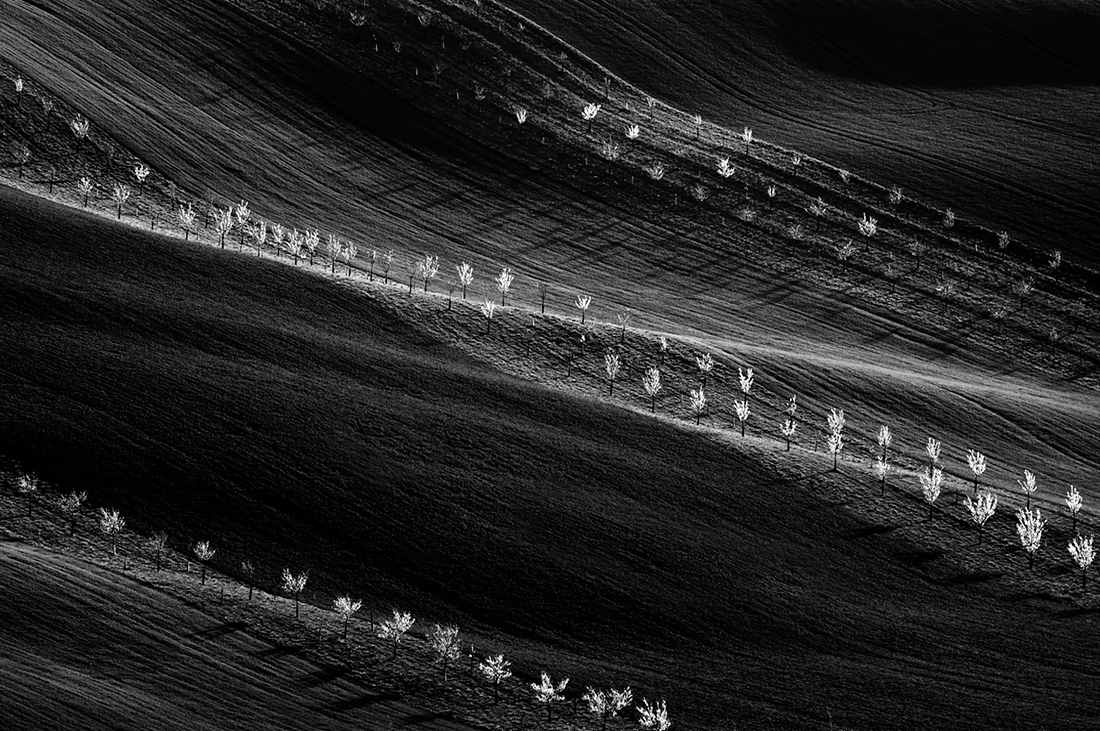 Monoculture.