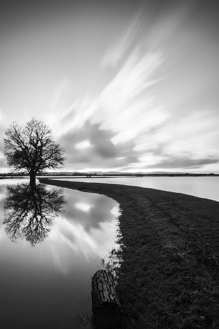 Tree in Flood