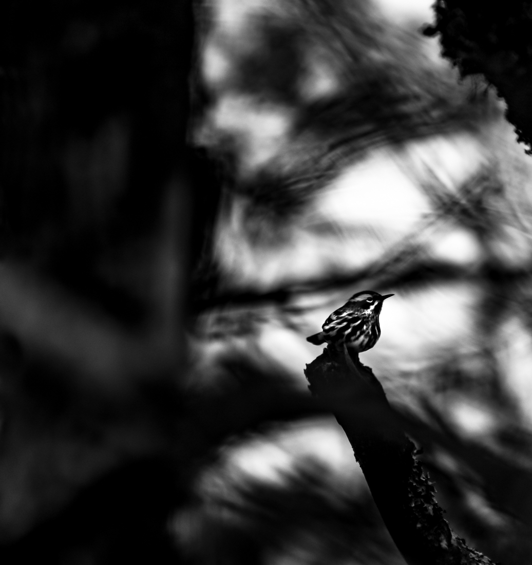 Black and White Warbler