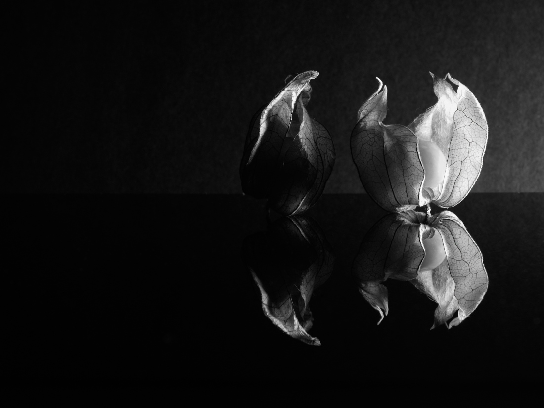 fragility of the physalis