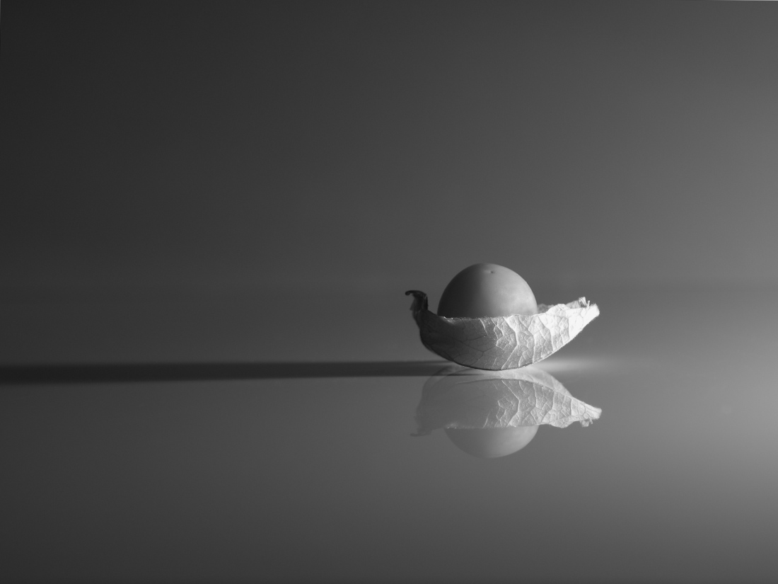 fragility of the physalis