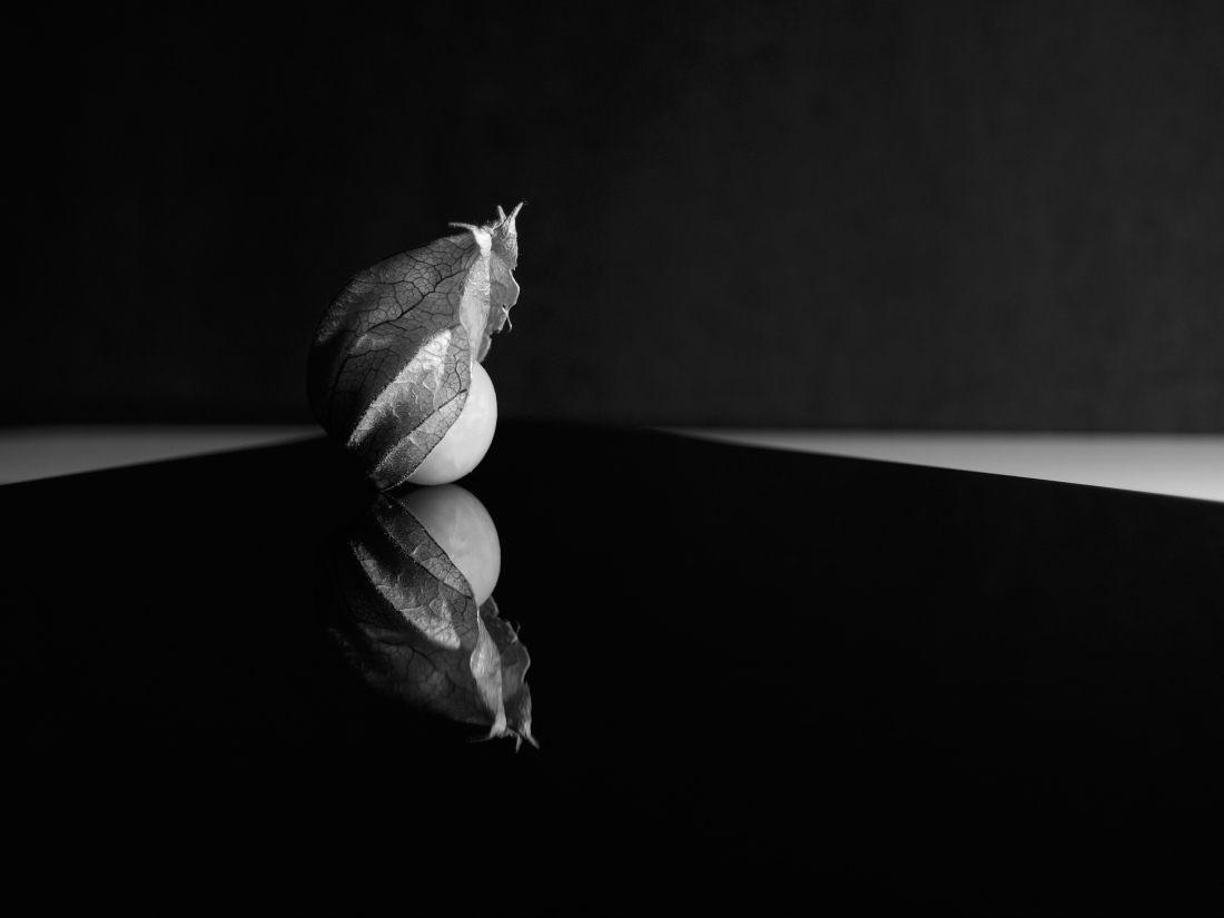 fragility of the physalis