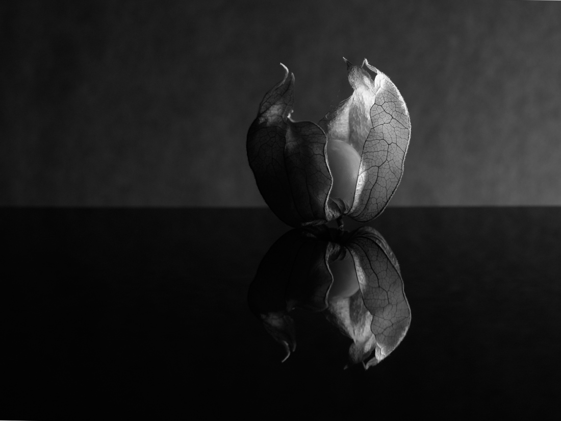 fragility of the physalis