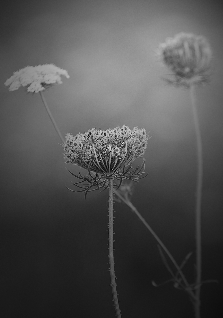 Hidden Land