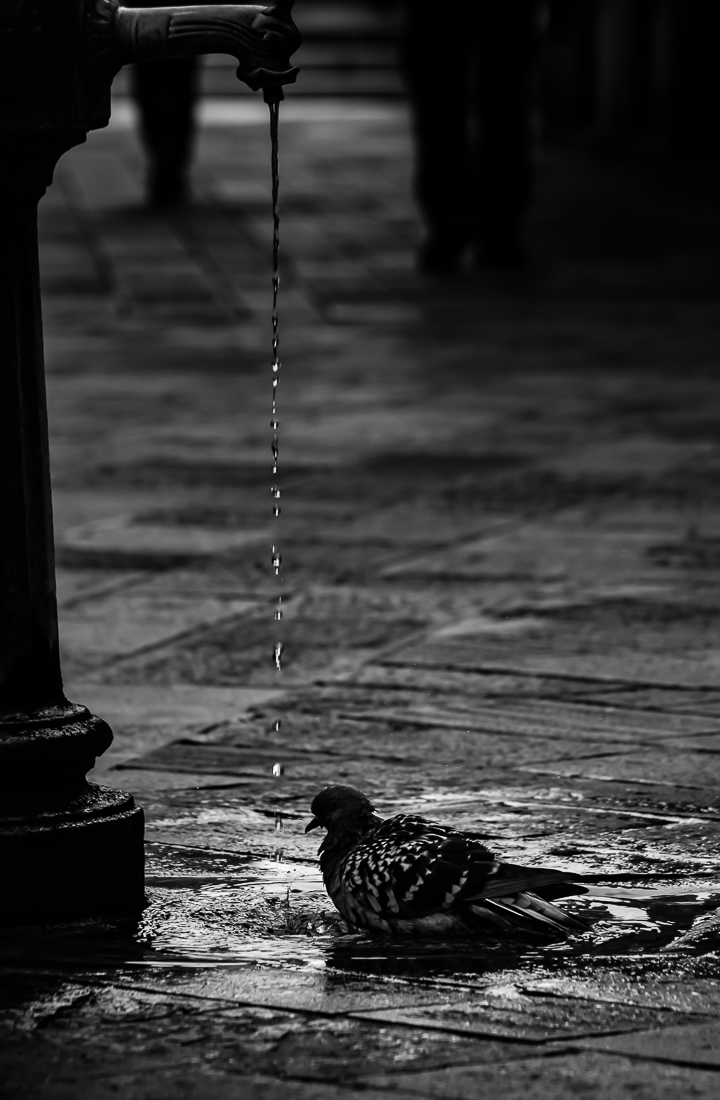 Pigeon Bathing