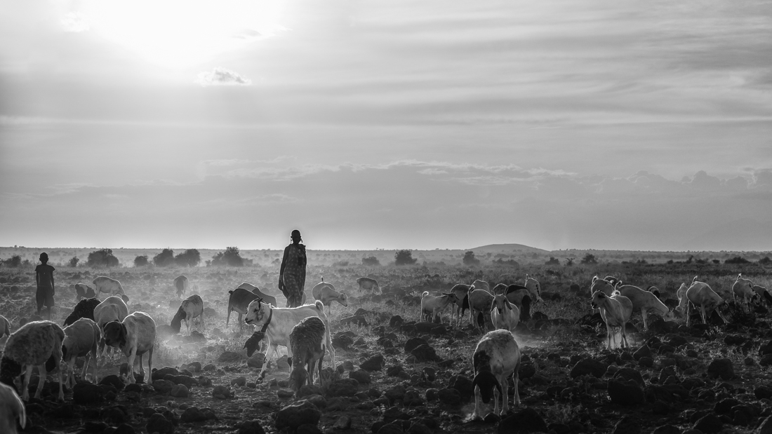 The masai goat keeper