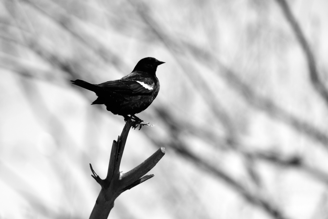 Red winged blackbird