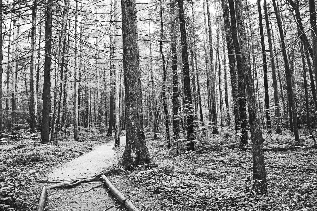 Forest Path