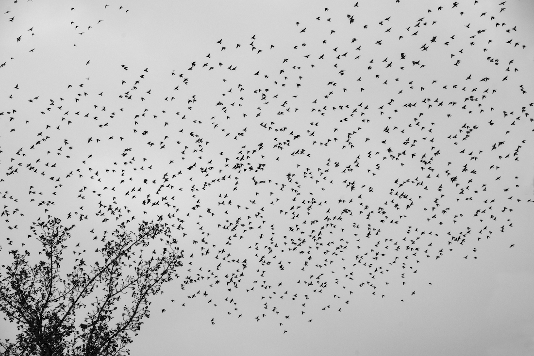 Migration.
