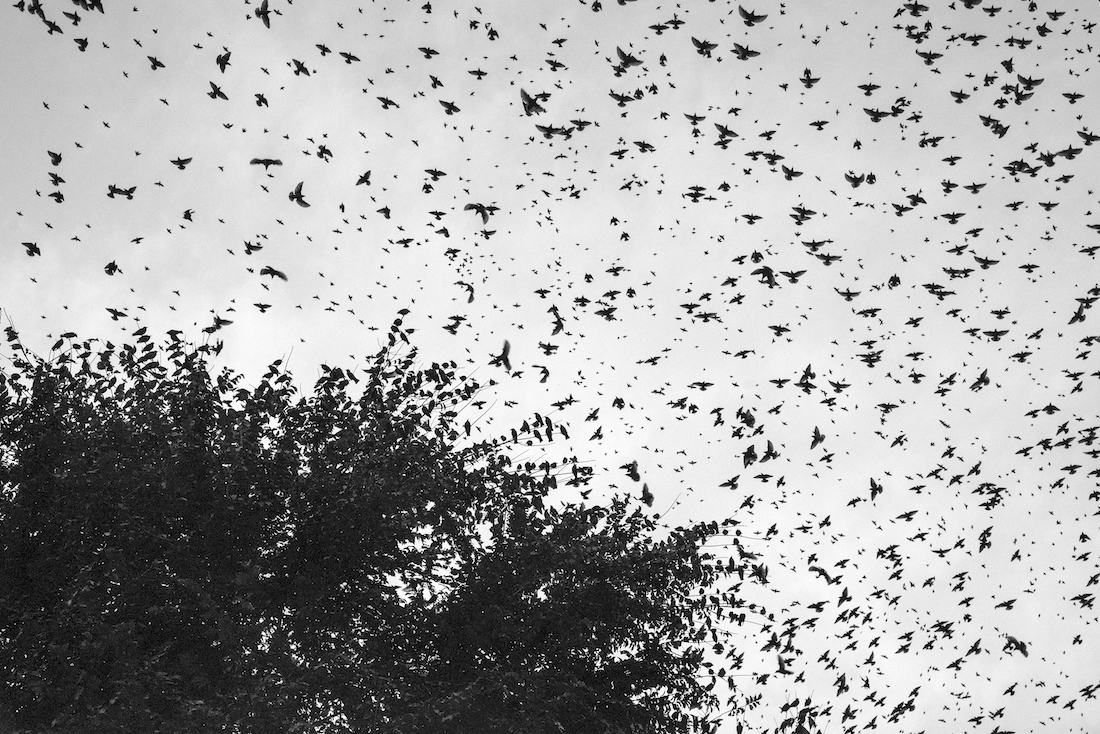 Migration.