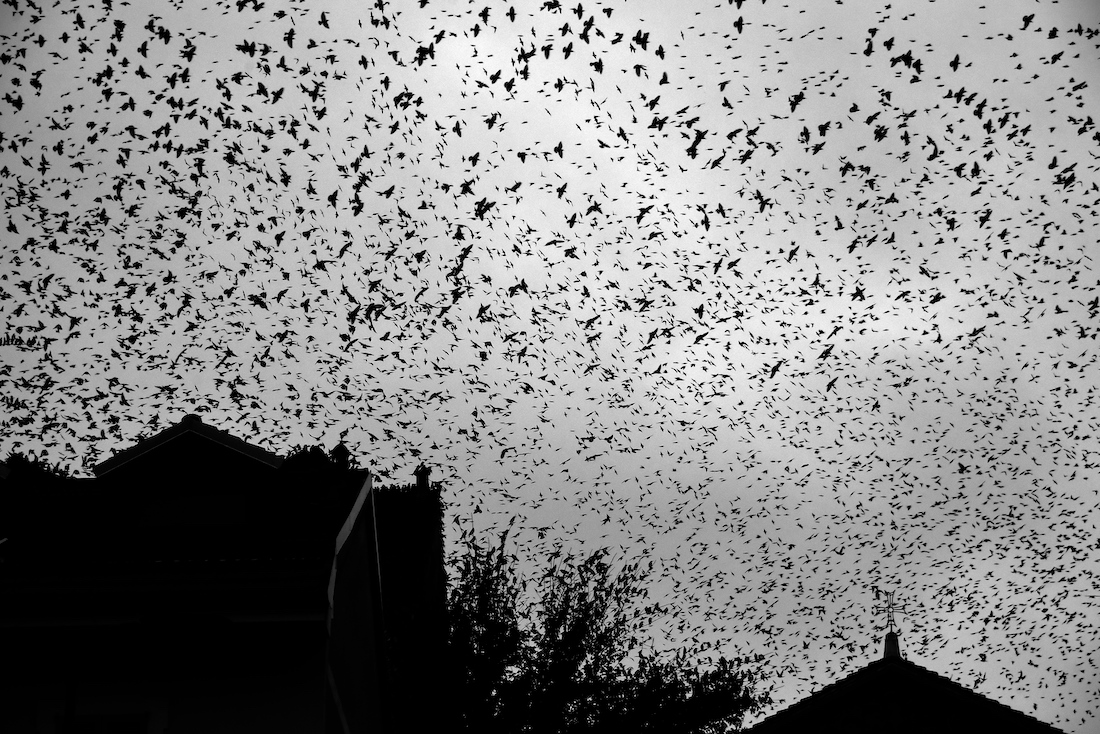 Migration.