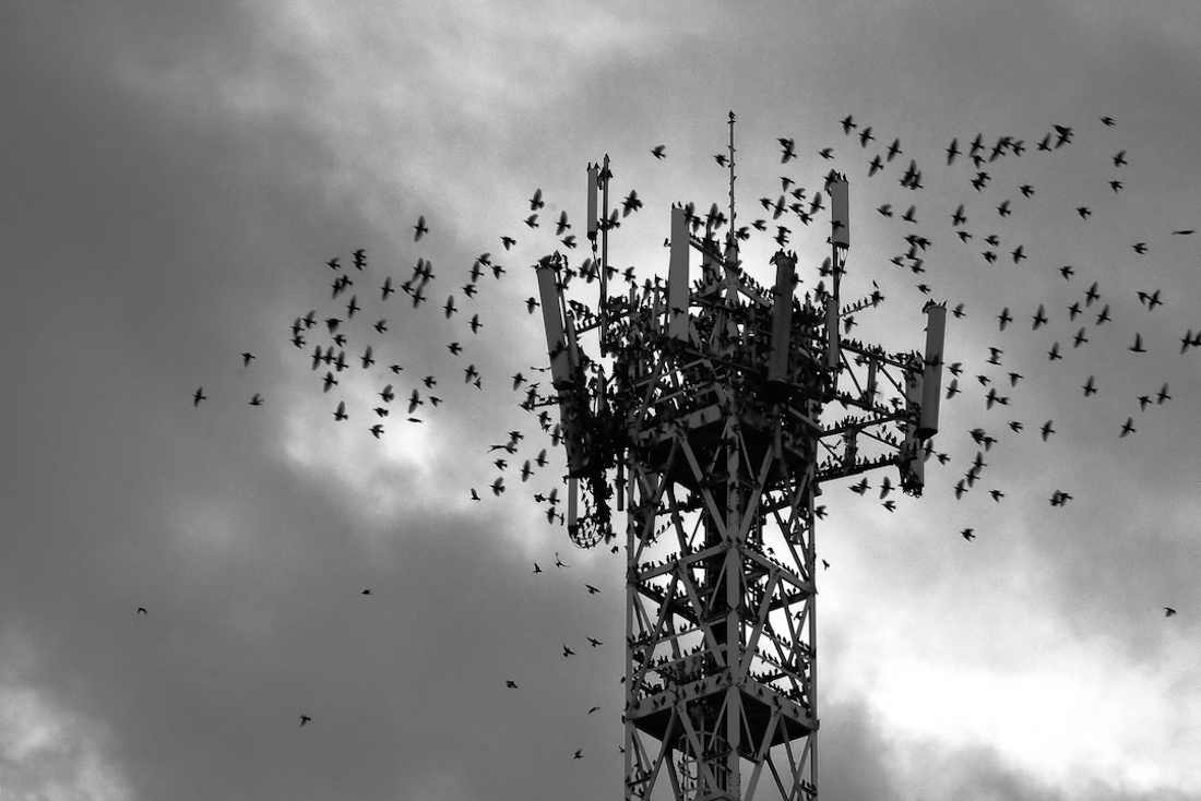 Migration.