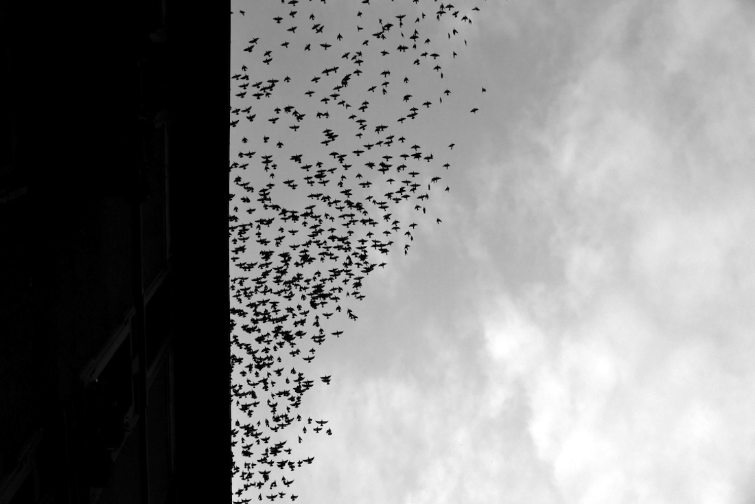 Migration.