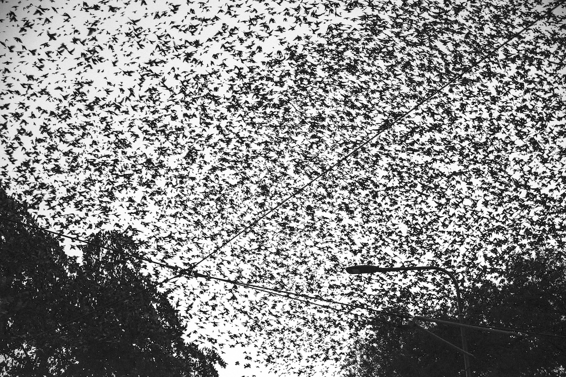 Migration.