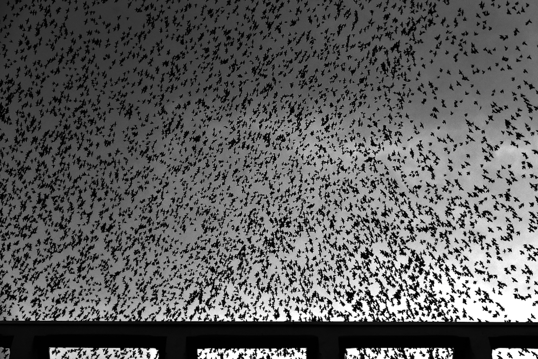 Migration.