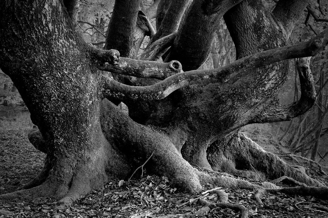 The variation abundance of beeches
