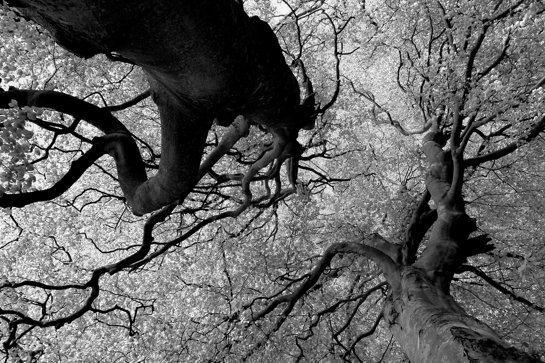 The variation abundance of beeches