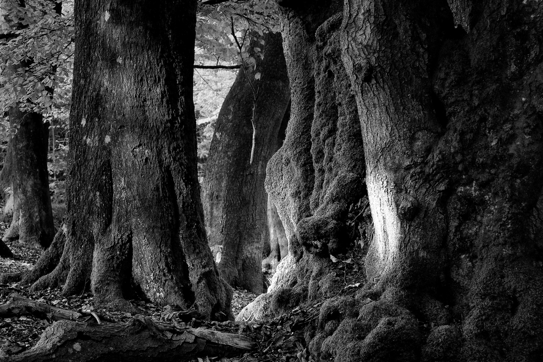 The variation abundance of beeches