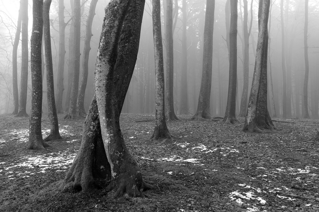 The variation abundance of beeches