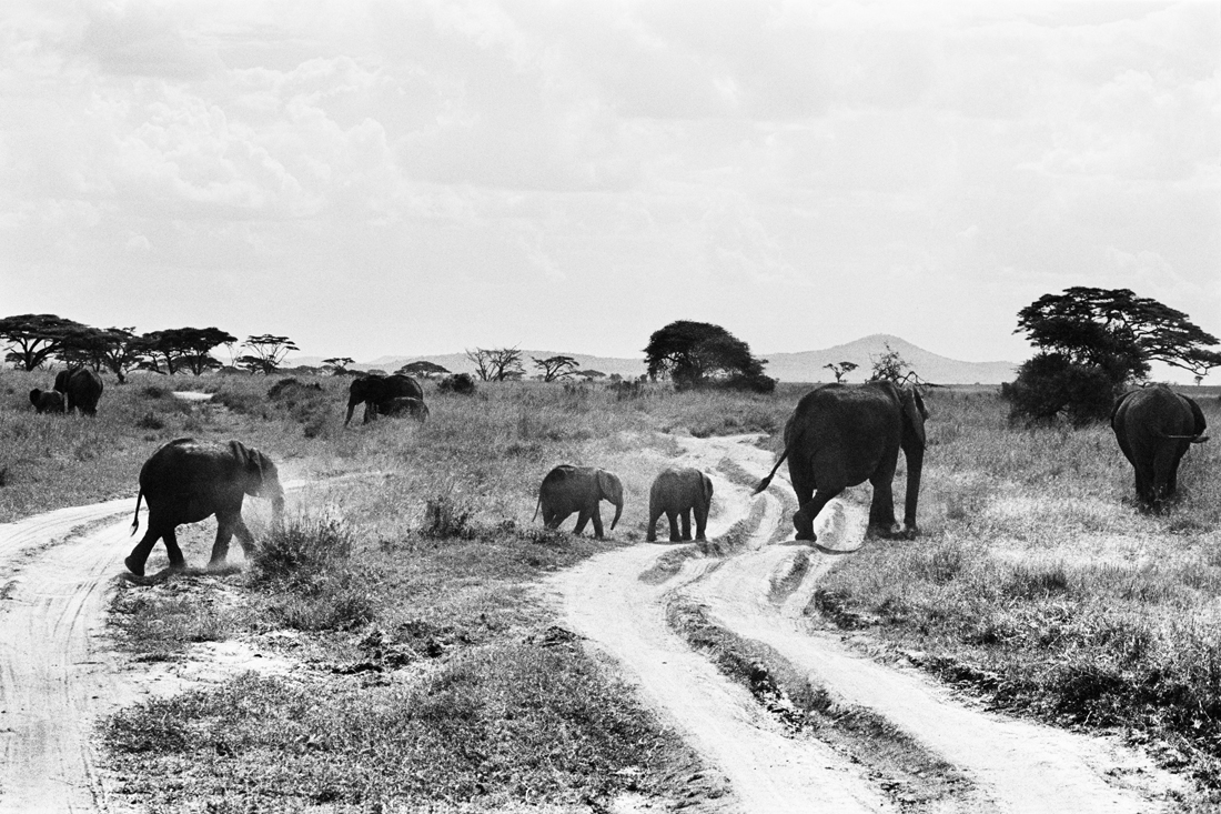 Tanzanian Wildlife