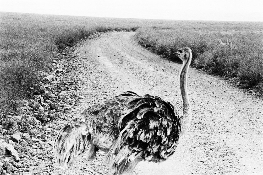 Tanzanian Wildlife