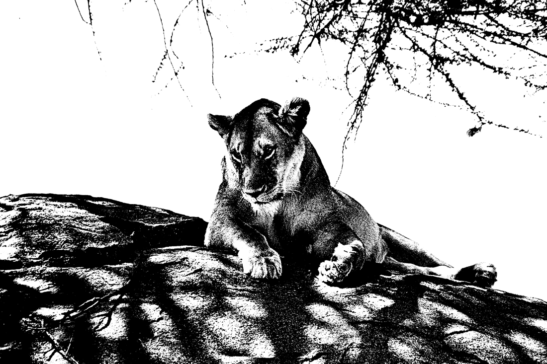 Tanzanian Wildlife