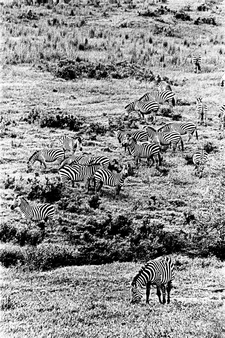 Tanzanian Wildlife