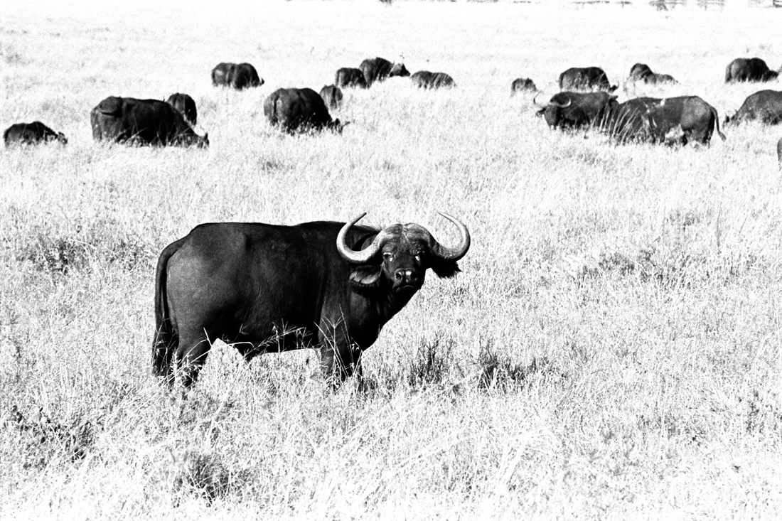 Tanzanian Wildlife