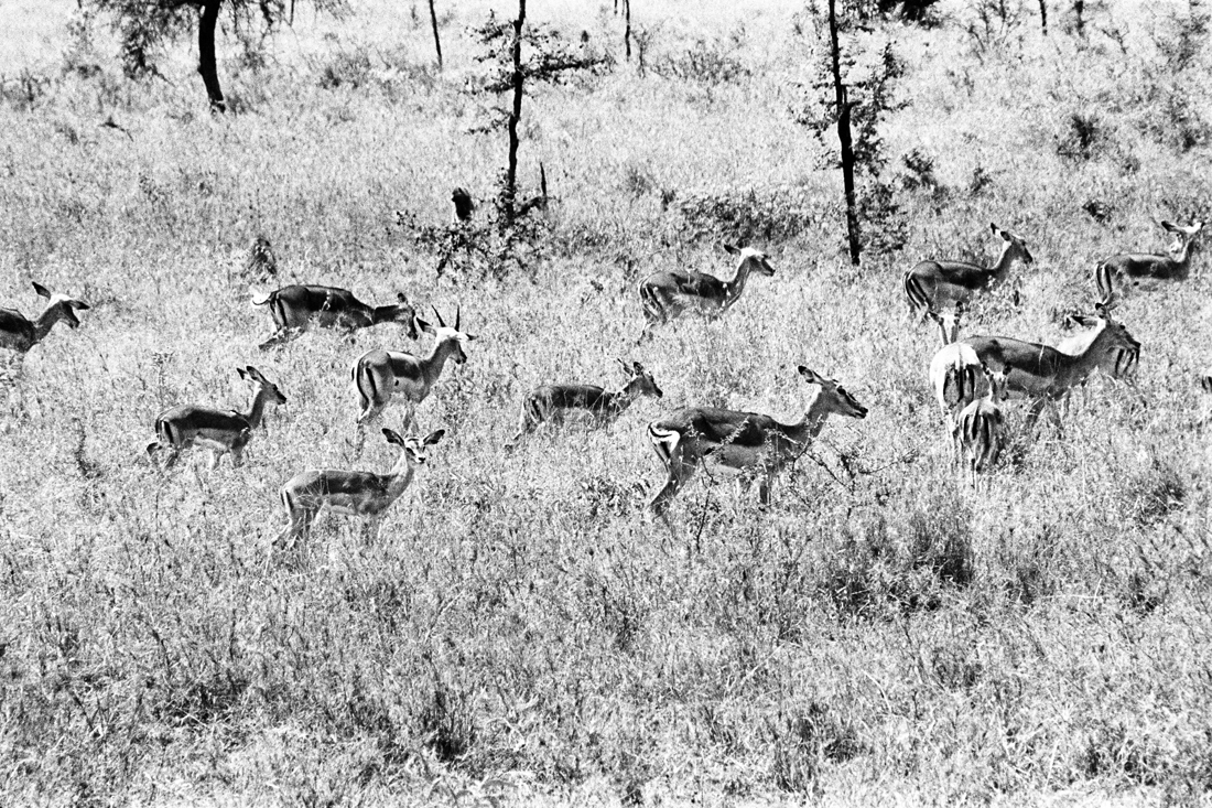 Tanzanian Wildlife