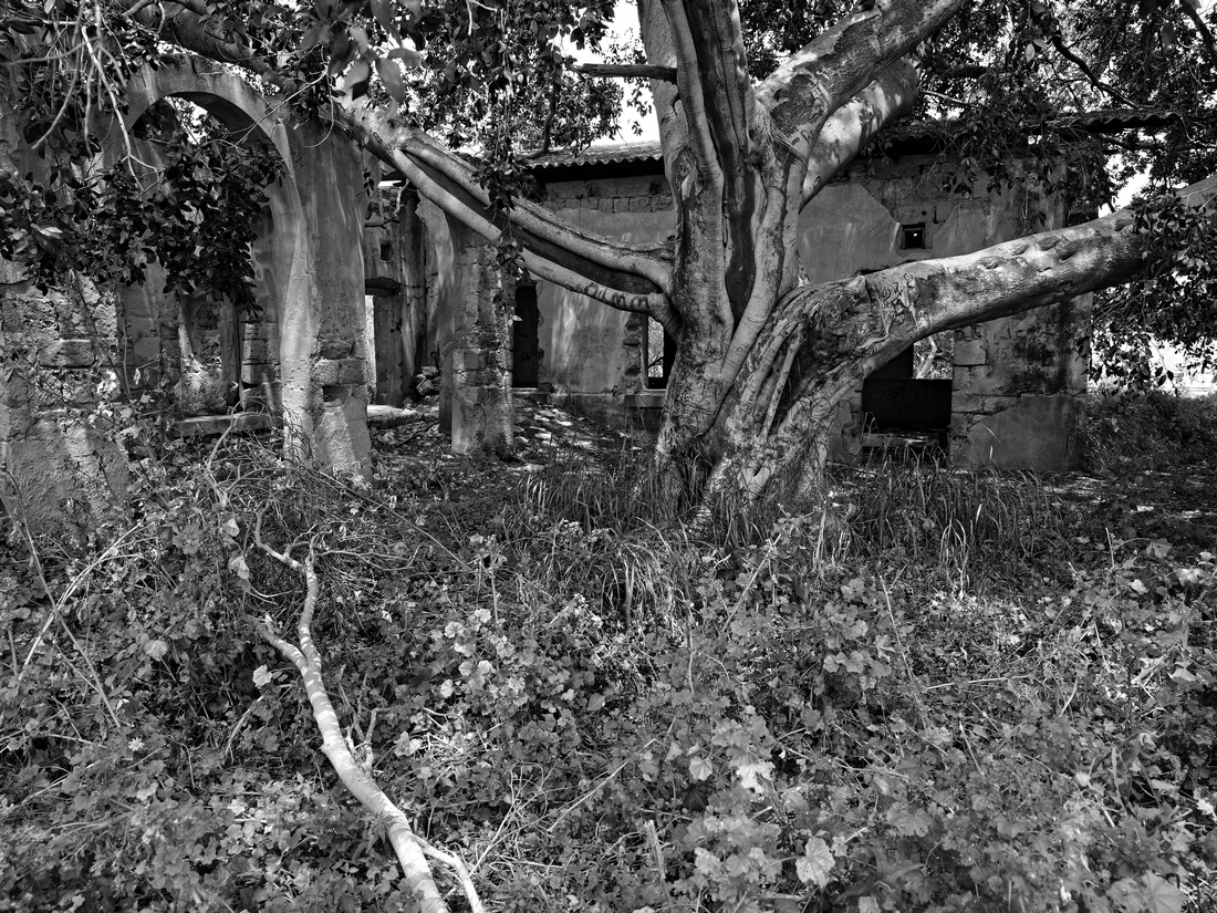 Trees